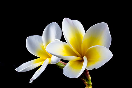 άνθος, άνθιση, λουλούδι, Φραντζιπάνι, Πλουμέρια, λευκό, frangipandi
