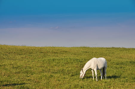 white, the horse, nature, animal, landscape, meadow