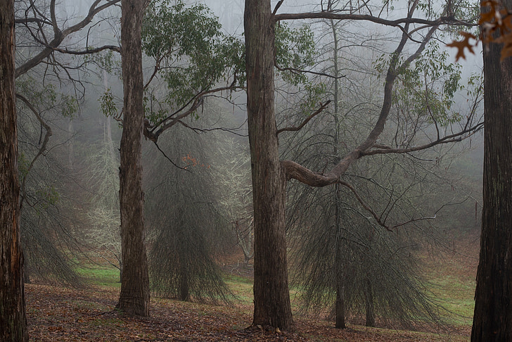 гора, мъгла, дървета, пейзаж, природата, мъгла, мъгла