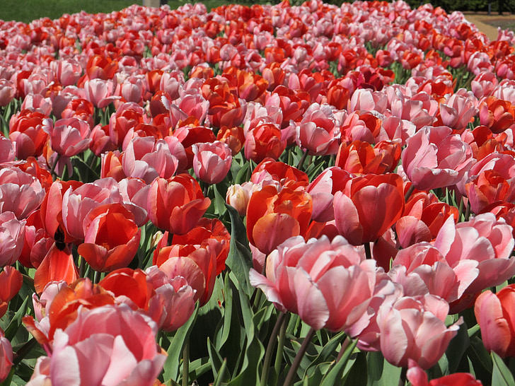 tulips, mass planting, flowers, landscaping, park, spring, field