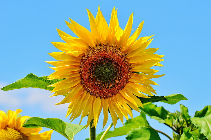 Sun flower, suvel, Aed, õis, Bloom, kollane, Helianthus