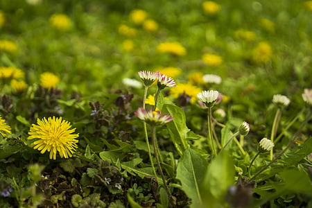 daisy, meadow, dandelion, yellow, green, spring, flowers
