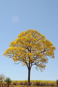дерево, жовтий, Весна, ферми, Красивий, Ipê, краєвид