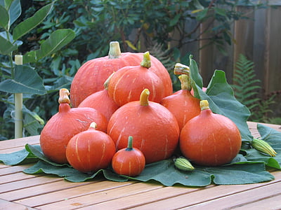 calabaza, fruta, otoño