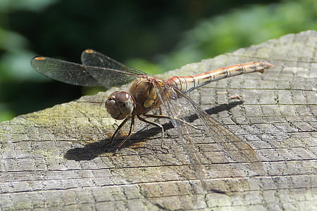 Dragonfly, insect, bug, Close-up, vliegen, natuur, libellen