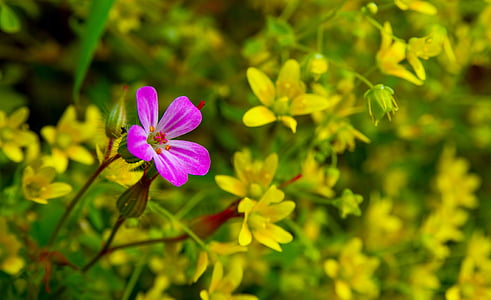 pink, yellow, green, nature, flower, colors, colorful