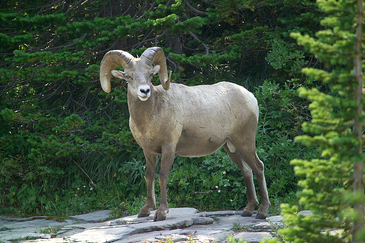 Big horn oi, berbec, faunei sălbatice, de sex masculin, natura, mamifer, portret