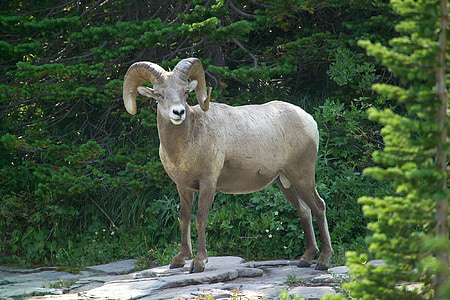 Big horn får, RAM, Wildlife, mand, natur, pattedyr, Portræt