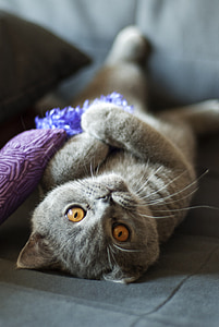 kat, British shorthair kat, Pet, Feline, rav øjne, grå pels, unge kat