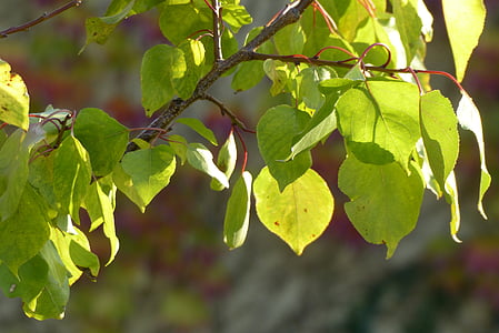 Meruňka, listů meruňky, list, větev, strom, jaro, zelená