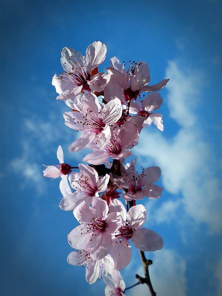Cherry, Blossom, mekar, Sakura, langit, musim semi, merah muda