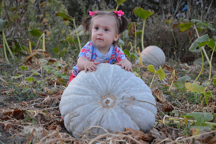 girl, small, the little girl, harvest, pumpkin, the girl and the pumpkin, girl and harvest