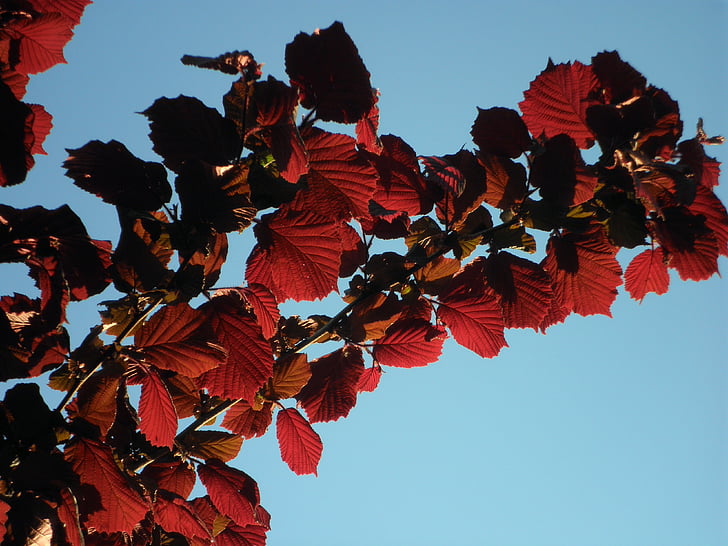 hazel, leaves, red, back light, branch, sky
