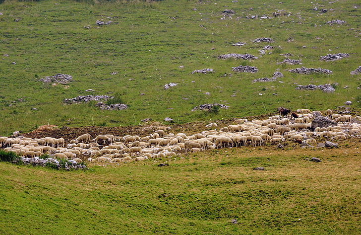 troupeau, moutons, Prato, vert, montagne, animal, herbe