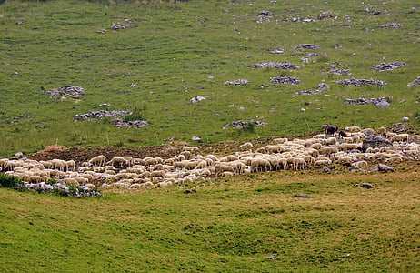 kudde, schapen, Prato, groen, berg, dier, gras