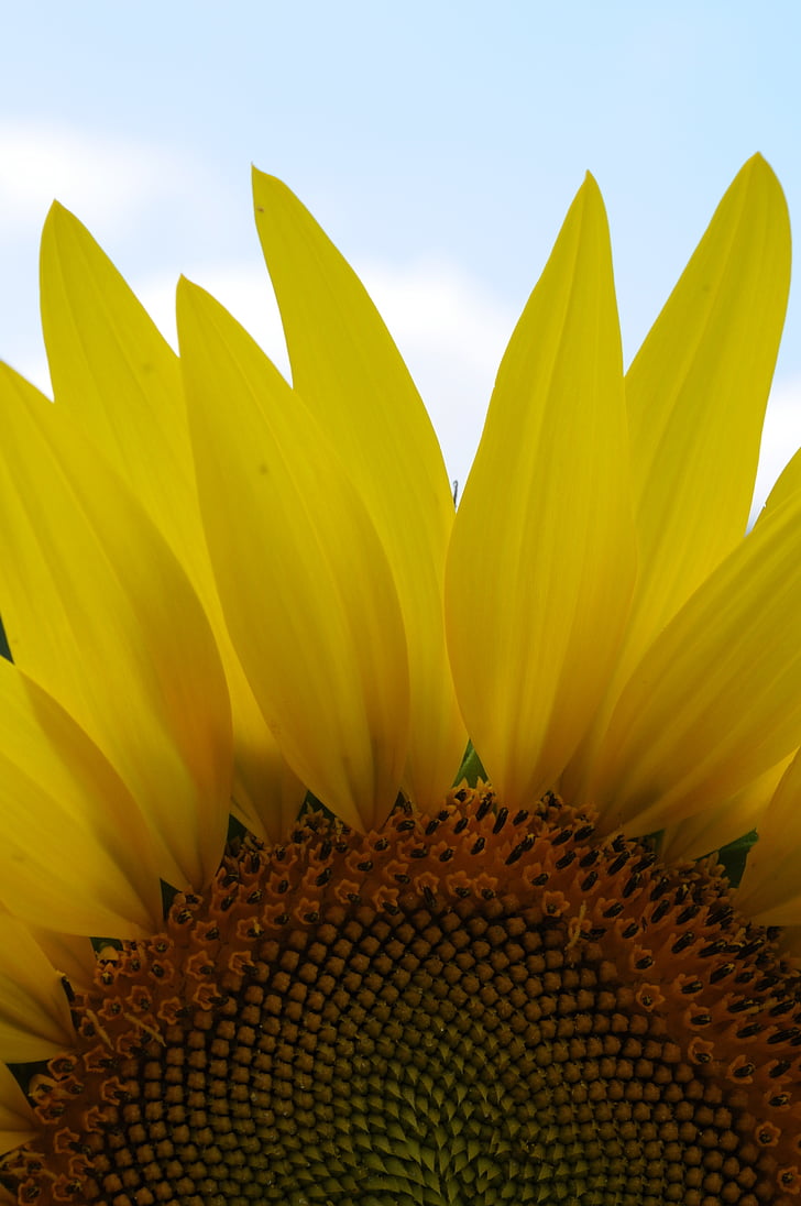 sunflower, sunlight, nature, sunny, sun, summer, field