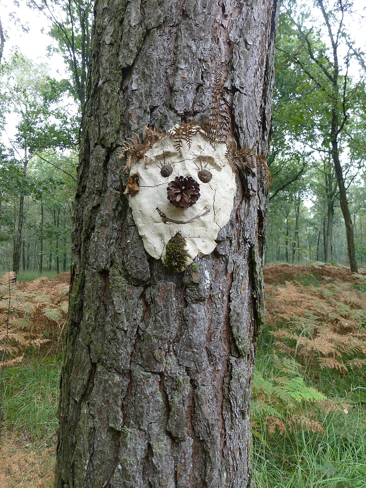 tree face, tree spirit, face, funny, pine, forest, bark