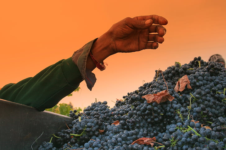 hand, druiven, arm, wijngaarden, Shiraz, oogst, druif