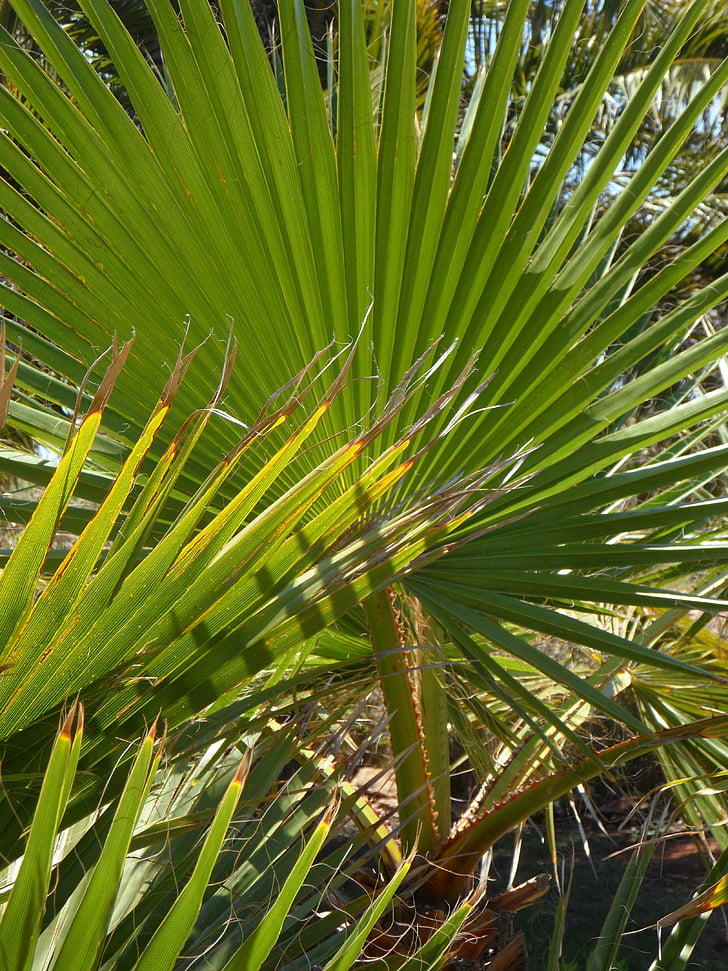 fan palm, palmy, liść palmowy, liść paproci lub palmy, botanika, zielony, roślina
