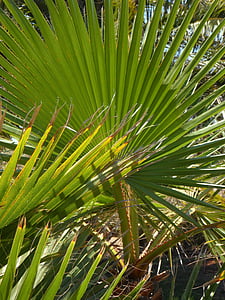 solfjäder palm, Palm, palmblad, ormbunksblad, botanik, grön, Anläggningen
