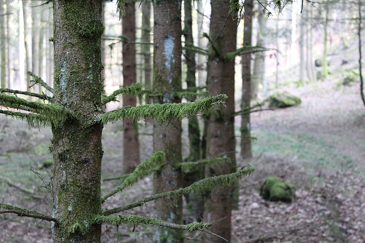 forest, tree, moss, aesthetic, nature, green
