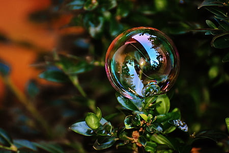 muilo burbulas, spalvinga, Buxbaum, Buxus, kamuoliai, muiluotu vandeniu, padaryti muilo burbulai