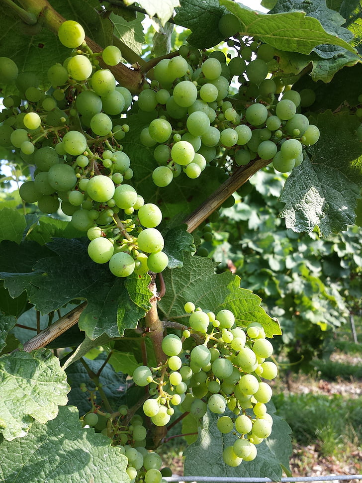 druiven, herfst, licht groen, landbouw, cluster, wijnstok, boerderij
