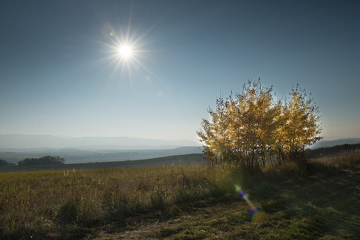 árvore, país, Outono, Eslováquia, folhagem, sol, natureza