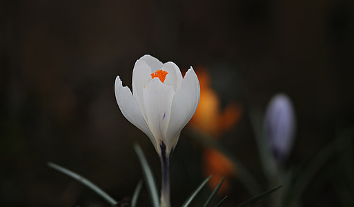 crocus, flower, spring, spring flower, white, early bloomer, bühen