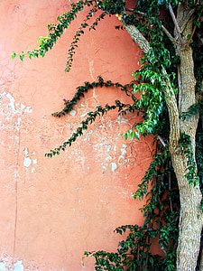 achtergrond, steen, muur, roze, boom, groen, indrukken
