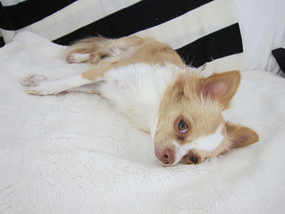 Chihuahua, hunden, kjæledyr, dyr, søt, dukke, utholdende