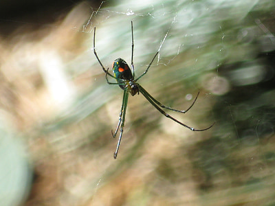 zirneklis, Web, kukainis, ložņājošs, daba, ārpus, Arachnophobia