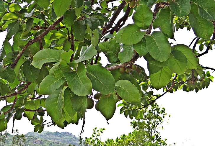 Madhuca longifolia, Mahwa, Mahua, Früchte, iluppai, Baum, Laubgehölze