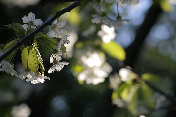 spring, bloom, cherry blossom, white, flower, light, mood