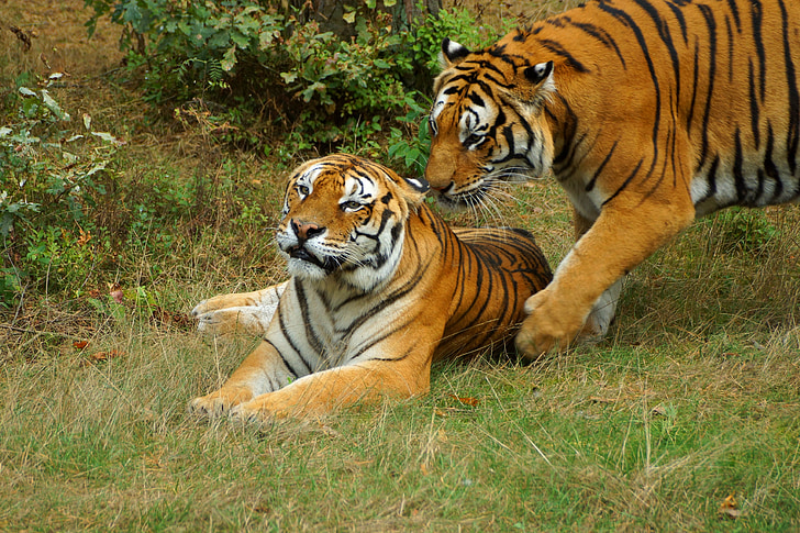 Tigre, juego, Snuggle, Panthera tigris altaica, Serengeti