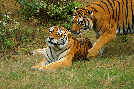 Harimau, Bermain, meringkuk, panthera tigris altaica, Serengeti