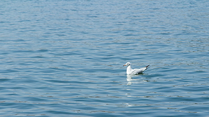 Seagull, Erhai lago, aves acuáticas, pájaro, naturaleza, animal, flora y fauna
