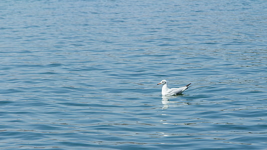 seagull, erhai lake, water birds, bird, nature, animal, wildlife