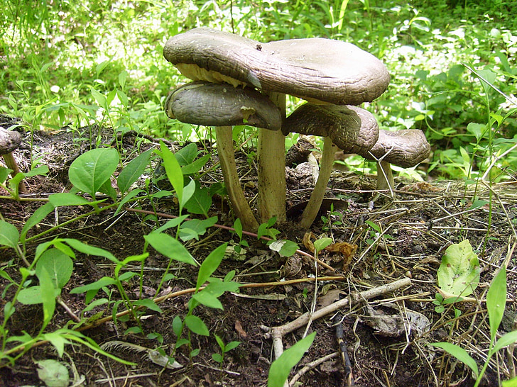 mushroom, mushrooms, food, fungus, growing, nature