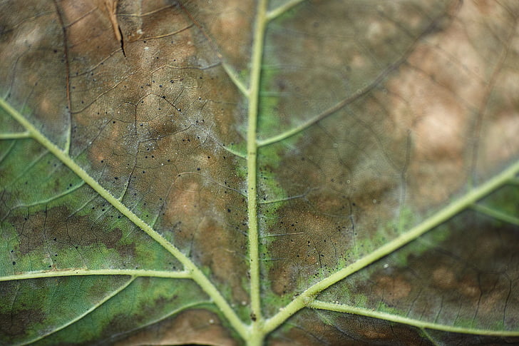 leaves, vein, macro, detail, nobody, plant, nature