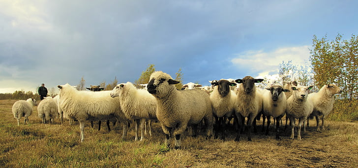 animal, photography, herd, lambs, animals, sheep, ram