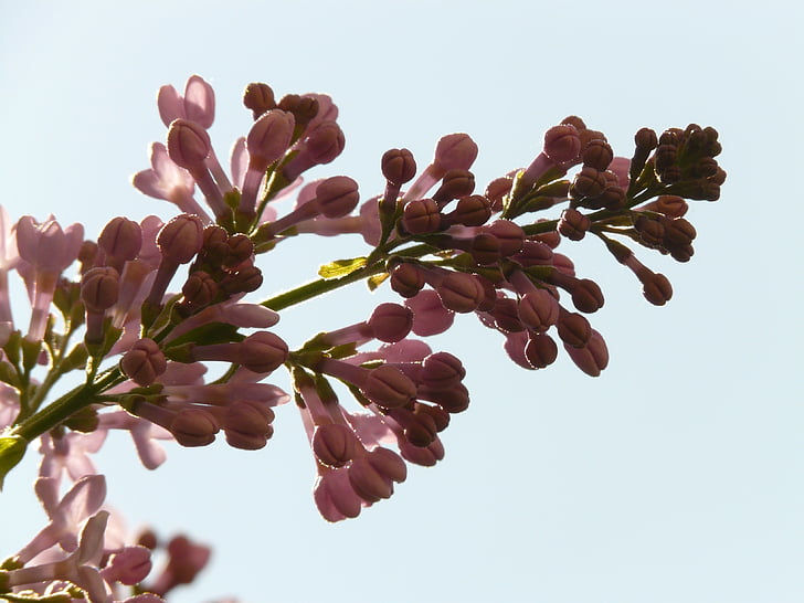 lilac, common lilac, ornamental shrub, bush, plant, back light, violet
