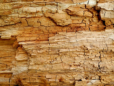 textura, dřevo, staré, mrtvý, pozadí