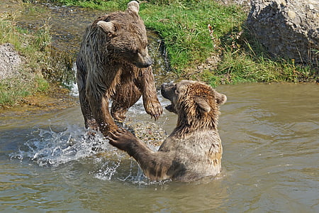 gấu, vui tươi, nước