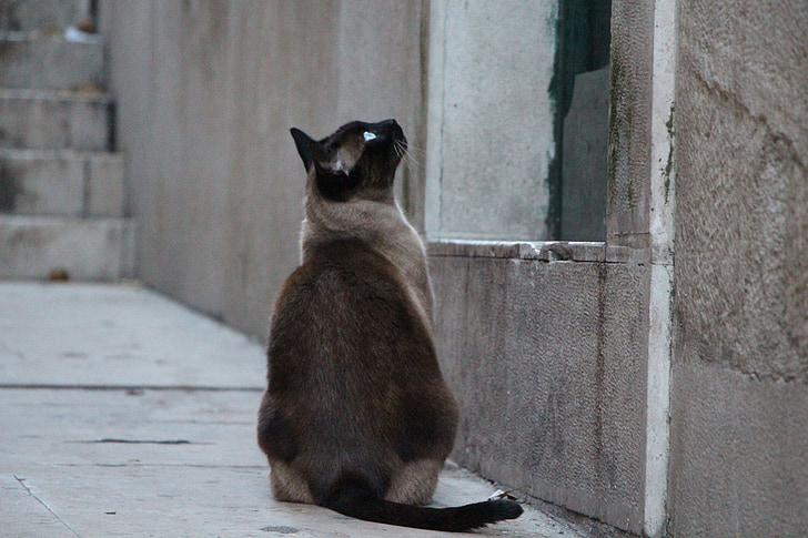 cat, waiting, domestic cat, alley