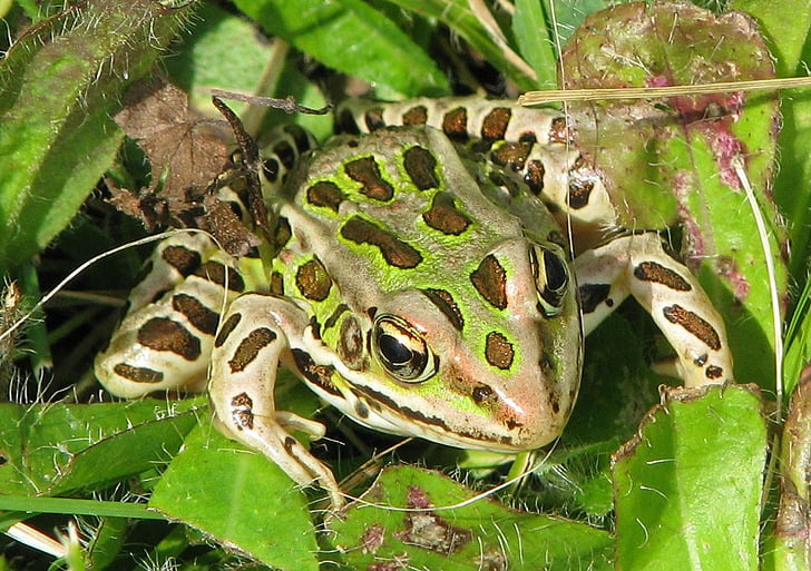 у leopard жаба, lithobates звичайний, Rana звичайний, Жаба трав'яна трави, лабораторії жаба, Наживка для риболовлі, Велика