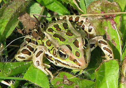 Północnej leopard żaba, Lithobates pipiens, rana pipiens, żaba trawna trawy, laboratorium żaba, połowów przynęty, Moneymore