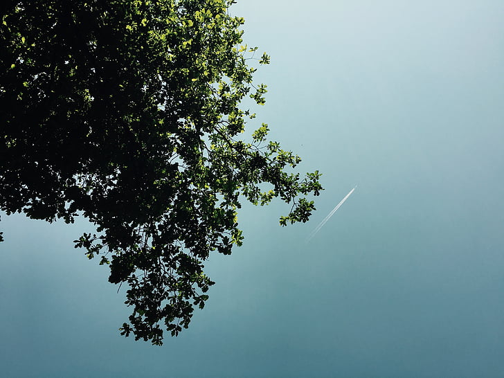 sled za reaktivnim letalom, narave, nebo, drevo