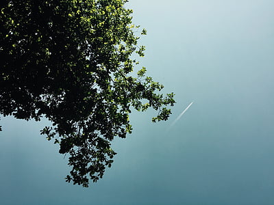 kondensstrimmor, naturen, Sky, träd