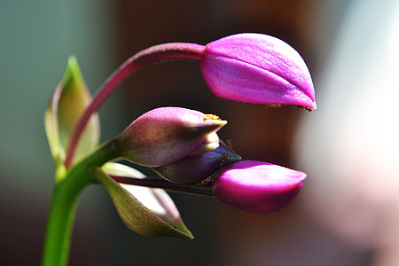 flower, ants, flower buds, purple buds, purple flower buds, close-up, macro